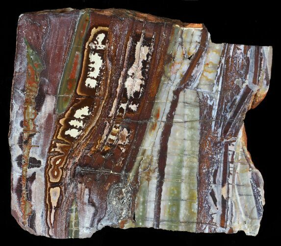 Stromatolite Slice - Pilbara, Australia ( Billion Years) #63300